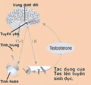 Tác dụng của testosteron lên tuyến sinh dục.