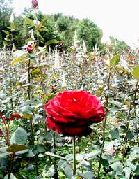 Hoa hồng chữa bệnh đường tiêu hóa