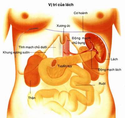 Hãy cẩn thận khi lách to