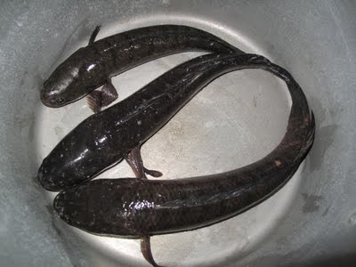 Mô hình nuôi cá lóc trong bể bằng nguồn thức ăn tự nhiên