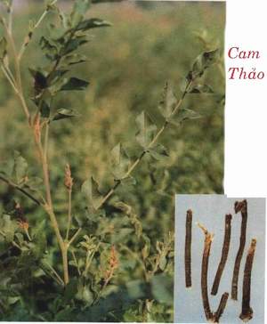Cam thảo có làm giảm ham muốn tình dục?