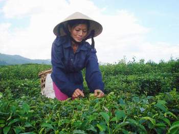 Chuyện những người mẹ đơn thân trên đồi chè