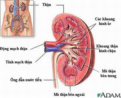 Thận - tiết niệu