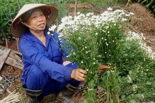 Hà Nội sốt cúc họa mi, Sài Gòn chuộng cây úp ngược