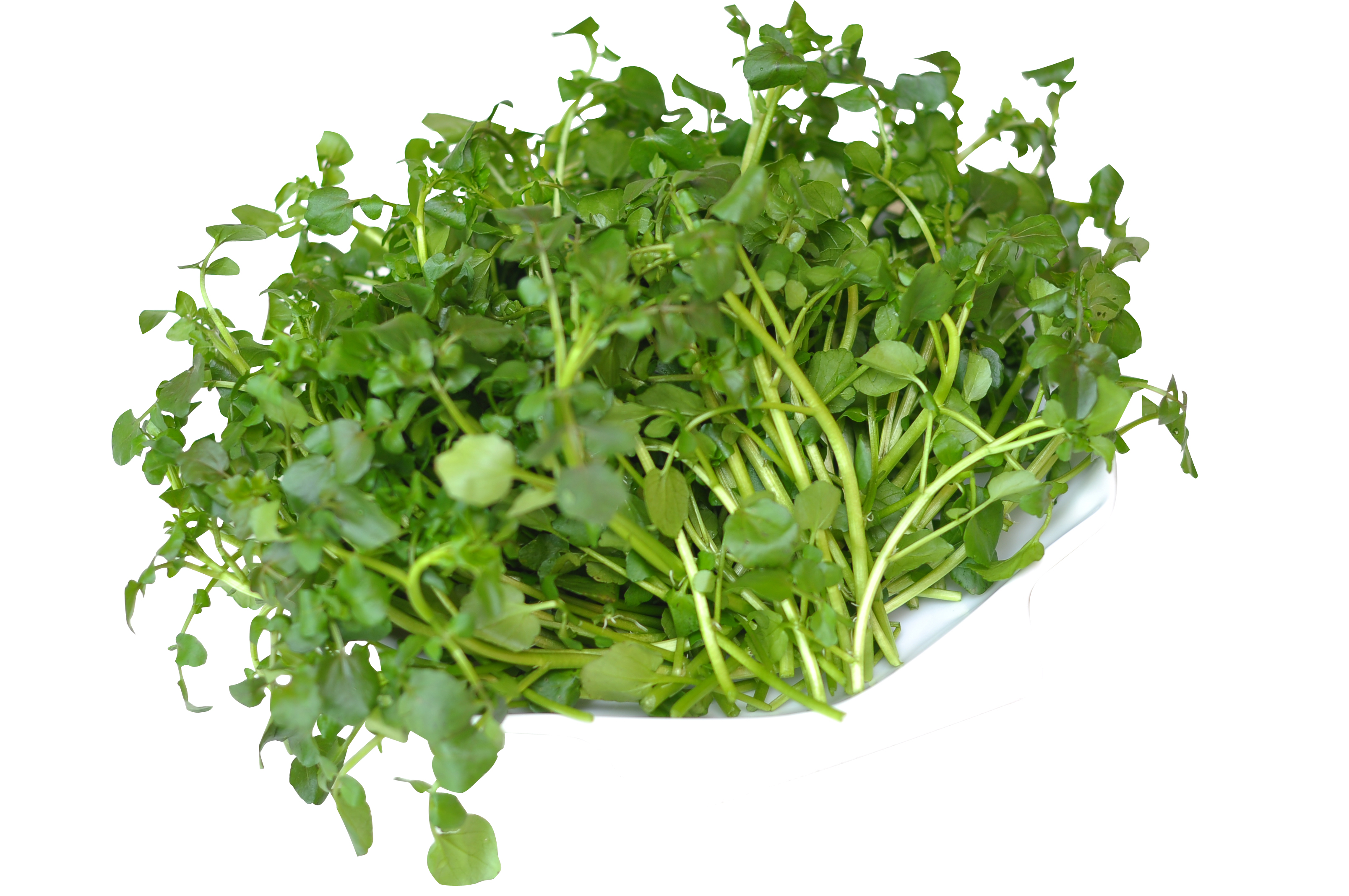 Rau cải xoong có tác dụng gì?- Ảnh 3. 5 tác dụng chữa bệnh tuyệt vời từ cải xoong