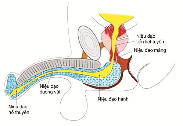 Hẹp niệu đạo