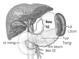 Cắt lá lách có ảnh hưởng sức khỏe?