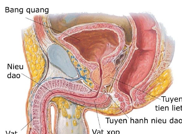 Viêm tuyến tiền liệt do vi khuẩn