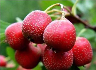 Bài thuốc trị đau bụng sau sinh