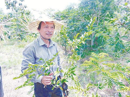 Băng rừng, vượt núi tìm những cây thuốc quý