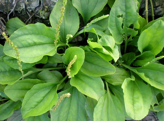 Uống nước mã đề có tác dụng gì?- Ảnh 2. Vị thuốc lợi niệu tiêu phù từ hạt mã đề