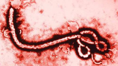 Tìm ra "gót chân Achilles" của virus Ebola