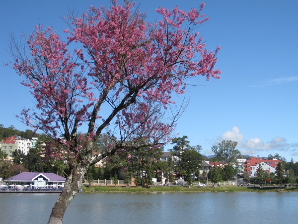 Đà Lạt - Mùa hoa mai anh đào