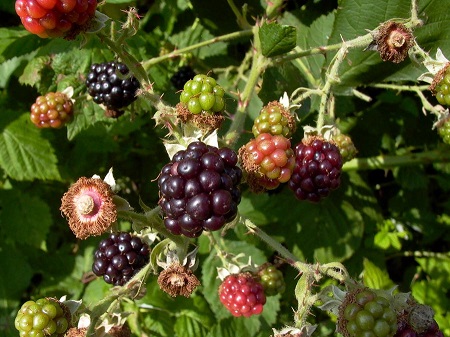 Cây cơm xôi Bổ tỳ vị, sáng mắt