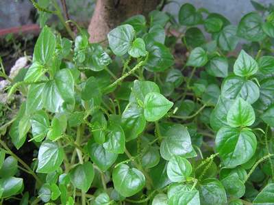 6 món ăn dưỡng sinh từ rau càng cua - Ảnh 3.