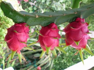 Chữa rôm sẩy bằng quả thanh long 