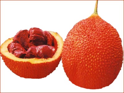 Bài thuốc quý từ loại hạt có độc- Ảnh 2. Hạt gấc - Vị thuốc quý