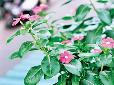Loài hoa cảnh quen thuộc chứa hoạt chất được dùng trong điều trị ung thư - Ảnh 3.