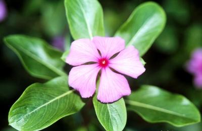 Loài hoa cảnh quen thuộc chứa hoạt chất được dùng trong điều trị ung thư - Ảnh 2.