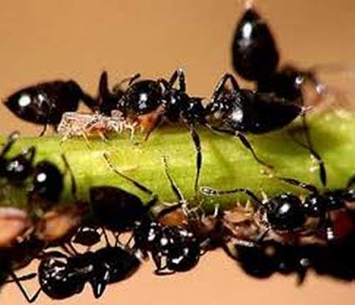 Kiến gai đen - Dược liệu quý đang được đánh thức