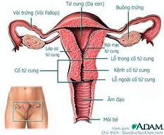 Dược dục trị liệu viêm cổ tử cung
