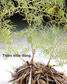 Thiên môn đông vị thuốc làm đẹp da mặt cho phái nữ