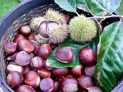 Hạt dẻ - vua của loài quả khô phòng nhiều bệnh