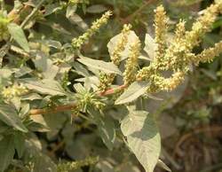 Rau dền gai - Thuốc quý trong vườn nhà