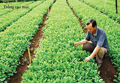 Rau mùi để phòng chữa bệnh