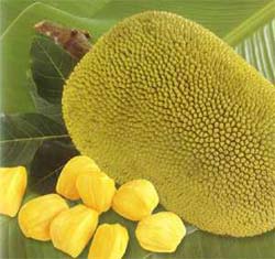 Một số bài thuốc dân gian từ lá mít - Ảnh 4.