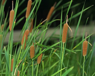 Cỏ nến chữa ghẻ ngứa