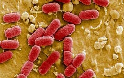 Đối mặt với vi khuẩn E.Coli biến chủng