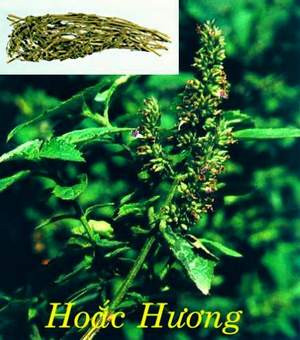 Một số nước uống giải nhiệt hè