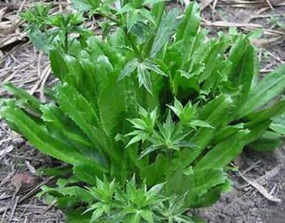 Lá mùi tàu có tác dụng gì?- Ảnh 3. Lá mùi tàu có tác dụng gì?- Ảnh 3.