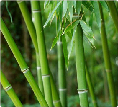 Tác dụng chữa bệnh của lá tre - Ảnh 4. Lá tre - Vị thuốc giải cảm, trị mụn nhọt