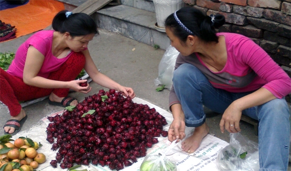 Cơn sốt ngâm hoa bụp giấm chữa bách bệnh