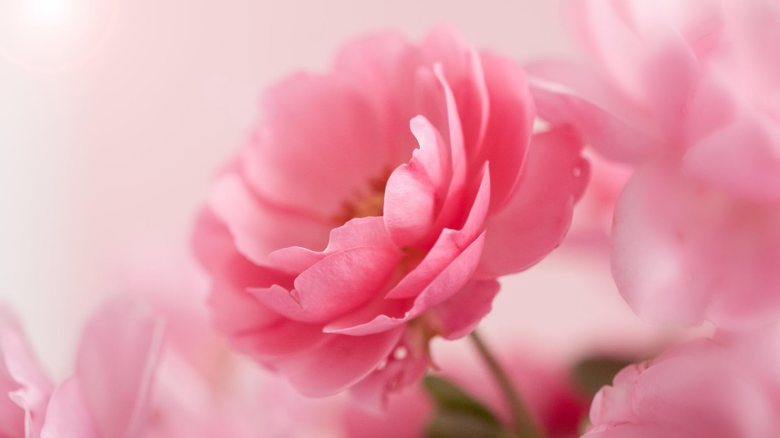 Hoa hồng là biểu tượng của quyến rũ và sắc đẹp