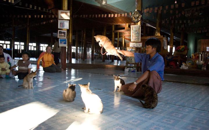 13-diem-den-cho-nguoi-yeu-meo-ho-Inle-Myanmar-meo-lam-xiec