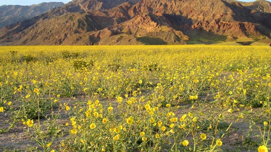 thung-lung-chet-no-hoa-Death-Valley