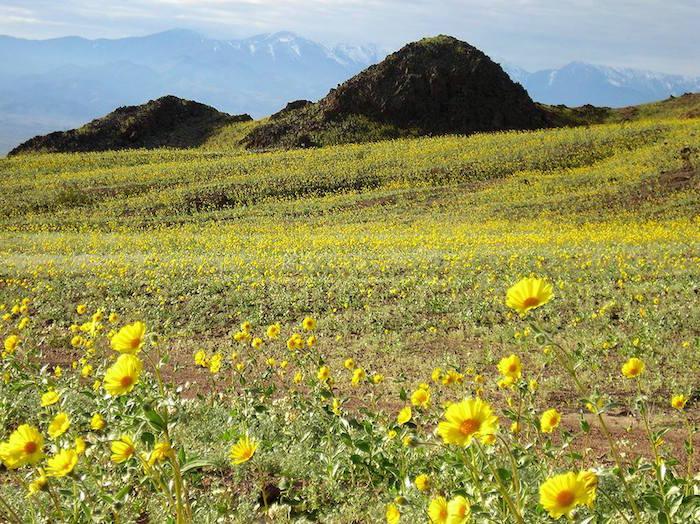 thung-lung-chet-no-hoa-Death-Valley1