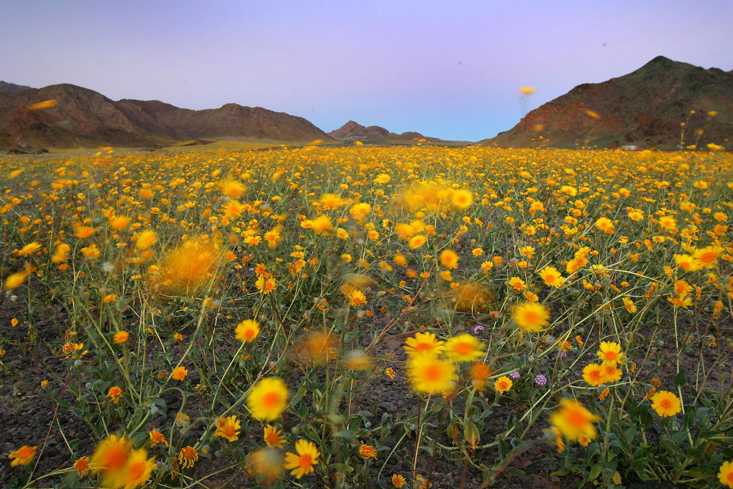 thung-lung-chet-no-hoa-Death-Valley3