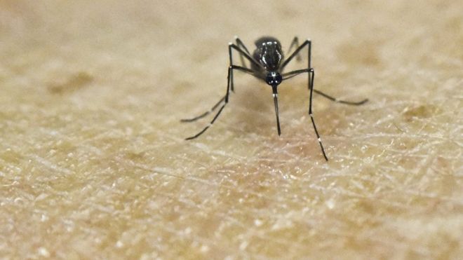virus-Zika-o-My