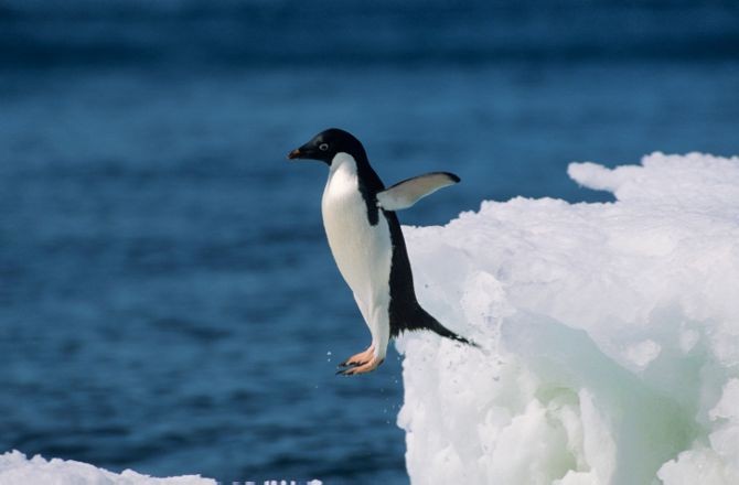 Hình ảnh vệ tinh tiết lộ chim cánh cụt Nam Cực đang tăng đàn