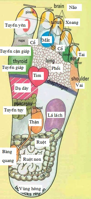 Tuyệt chiêu massage bàn chân chữa bệnh