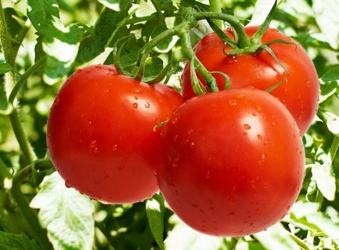 cà chua chống rám nắng