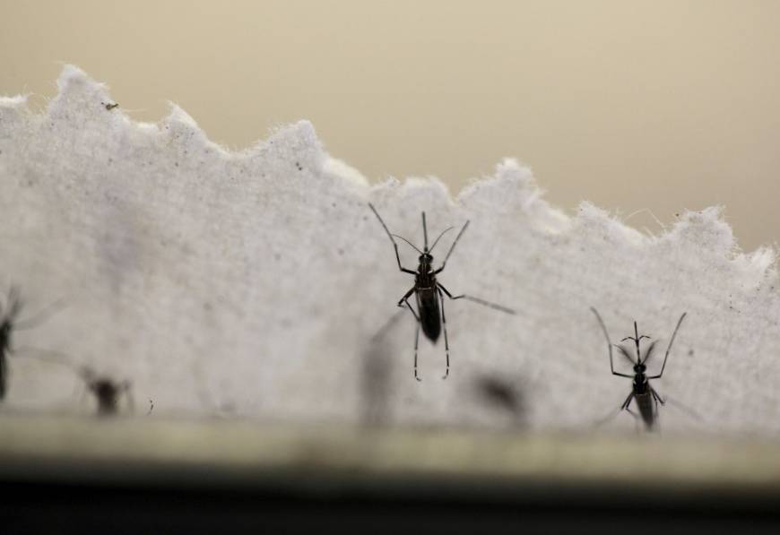 zika, virus zika lay truyen qua muoi dot