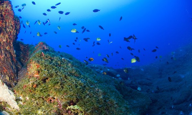 Hawaii, Đa dạng sinh thai bac nhat hanh tinh o rang san ho Hawaii 