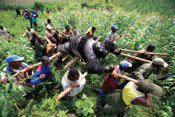 Gorilla ở Congo