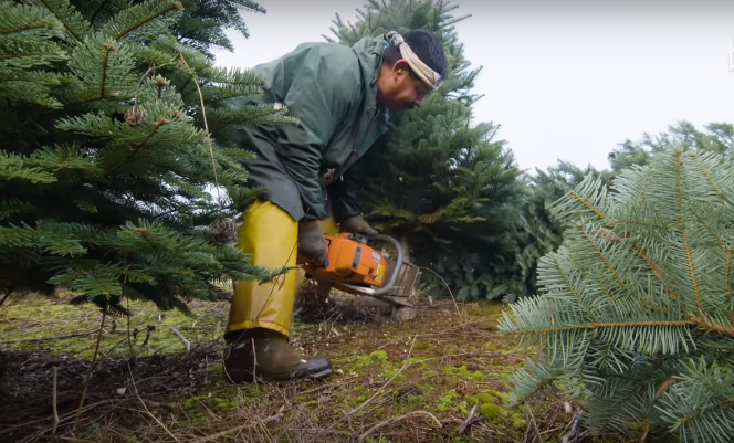 Thu hoạch cây thông Noel ở Oregon 1