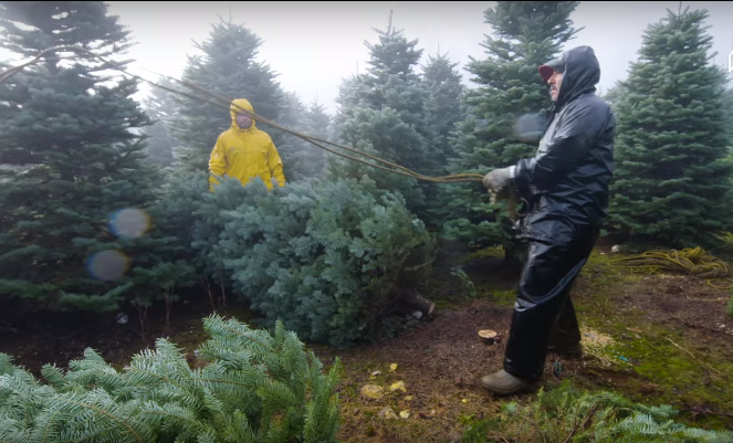 Thu hoạch cây thông Noel ở Oregon 3